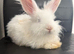Pure bred Angora