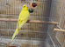 Gorgeous yellow Baby Female Budgie