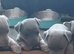 LILAC/BLUE and TAN JACK RUSSELL PUPPIES