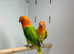 Love birds