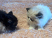 Pure bred Persian male kittens