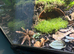 Juvenile theraphosa stirmi And setup