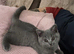 Beautiful kitties