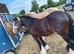 Beautiful 4 year old mare
