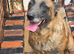 Belgium shepherd bitch
