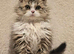 Selkirk Rex 10 months old, chipped