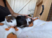 3 boars babys