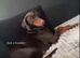 Adult Doberman