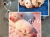 KC Samoyed puppies