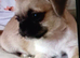 4 beautiful pugzu puppies