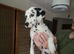 Stunning pure bred Dalmatian pup LAST GIRL