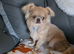 Chihuahua boy for sale
