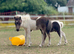 Handsome Pure Falabella Colt