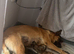 Belgian Malinois cross Perro de Presa Canario