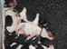 Beautiful wire fox terrier puppies 3 girls left