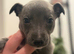 Whippet puppies ready to reserve