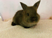 Choc lop mix Oreo surprise
