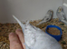 Baby budgies.