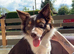 Brown & White Border Collie