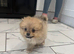 Pomeranian beautiful little boy