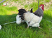 LF Light Sussex exhibition quality