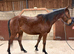 3yo thoroughbred gelding