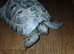 Lovely 20yr Mediterranean female