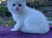Blue Eyed Golden Colourpointed Boy Ready Today