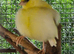 Male Fife Canary for sale