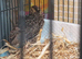Coturnix Quails - group of 16 birds all over 4 weeks old off heat lots of different colours in the group £105