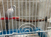 Budgie