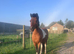 American miniature mare, 11 years old