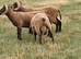Manx Loughton shearling rams