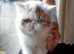 Fabulous odd eyes girl (GCCF registered)