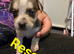 Staffy cross puppies