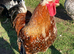 Hatching eggs - Swedish flower hens - &pound;3