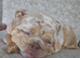 Female English Bulldog