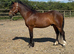 4 year old dartmoor gelding