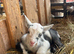 Beautiful Pygmy billy kid