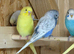 Young baby budgies various colours