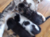 Very loving kittens