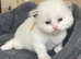 Ragdoll Kittens For Sale