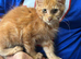 Red Girl Maine Coon Kitten