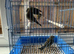 Greenfinches for sale , young birds