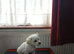 Fluffy little darling