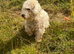 Sealyham puppies for sale