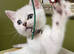 BSH Silver/Black Tipped GCCF Registered