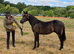 Part-bred colt
