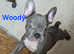 Beautiful French Bulldog puppies