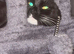 Tuxedo cat half maincoon